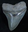 Megalodon Tooth - Collector Quality #3925-1